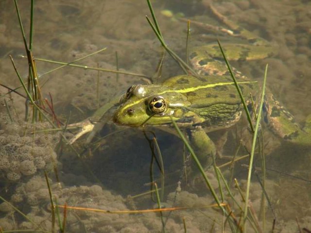 Marsh Frog - Rana ridibunda